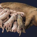 Razione alimentare di una scrofa in lattazione