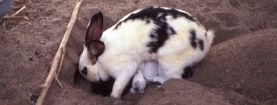 L'allattamento delle coniglie