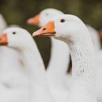 Oche - gestione dei riproduttori ad aprile