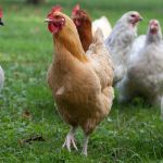 Pollo - gestione dei riproduttori ad aprile