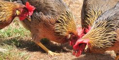 Alimentazione galline