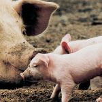Comportamento materno della scrofa in natura