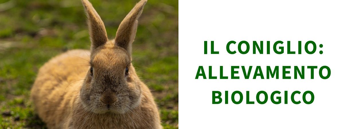 Corso sull'allevamento del coniglio