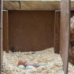 Controllare la deposizione delle uova