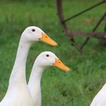 L’allevamento e l’alimentazione delle anatre Corritrice indiana