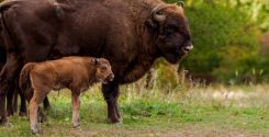 Età allo svezzamento per mammiferi allevati con metodo biologico