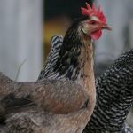 Allevamento familiare di galline e anatre per produrre uova destinate al consumo domestico