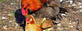 Formazione dei gruppi riproduttivi nella specie pollo