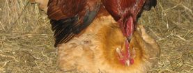 Il valore biologico delle uova feconde