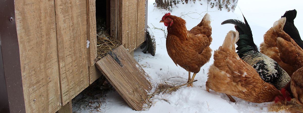 Influenza aviaria e allevamento del pollame all’aperto