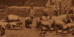 La suinicoltura in Liguria agli inizi del secolo scorso