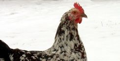 Evitare le correnti d’aria nel pollaio durante i mesi invernali