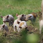 Allevamento tradizionale della scrofa a marzo