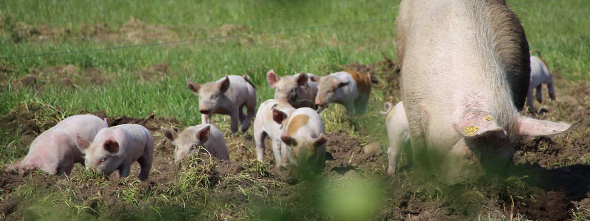 Allevamento tradizionale della scrofa a marzo