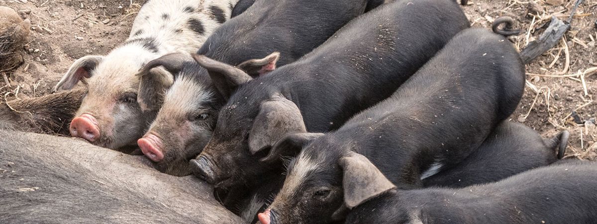 Alimentazione della scrofa a marzo