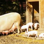 Allevamento tradizionale della scrofa ad aprile