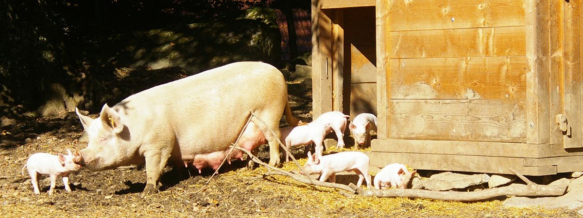 Allevamento tradizionale della scrofa ad aprile