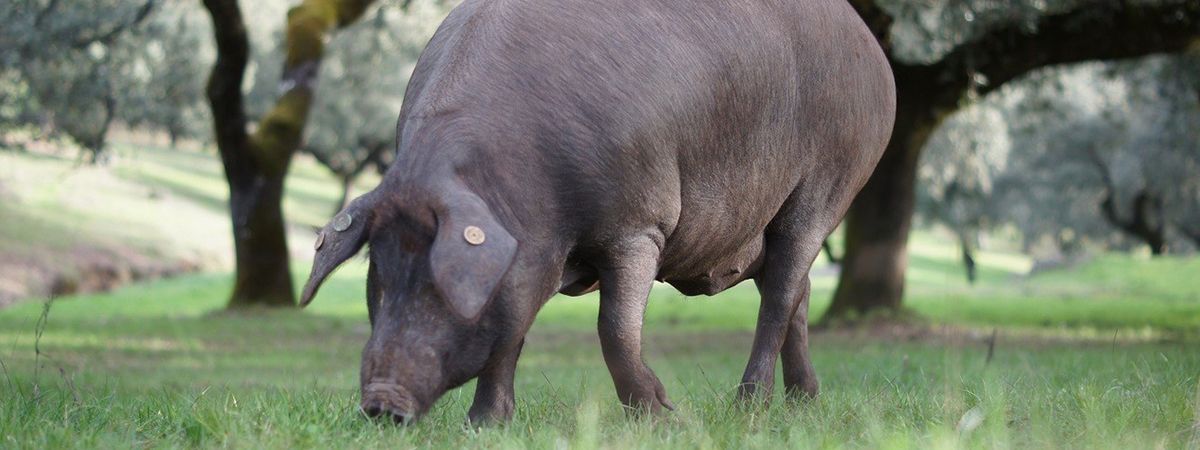 Alimentazione della scrofa a settembre