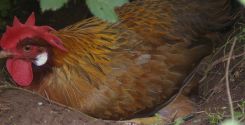 Un nido collettivo per 25 galline