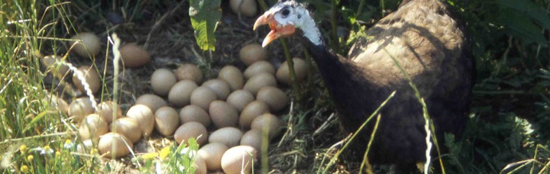 Alimentazione per faraone in riproduzione utilizzando prodotti aziendali integrati con un mangime per pulcini