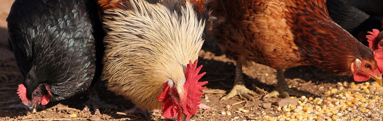 Razione alimentare per galline utilizzando un mangime per pulcini