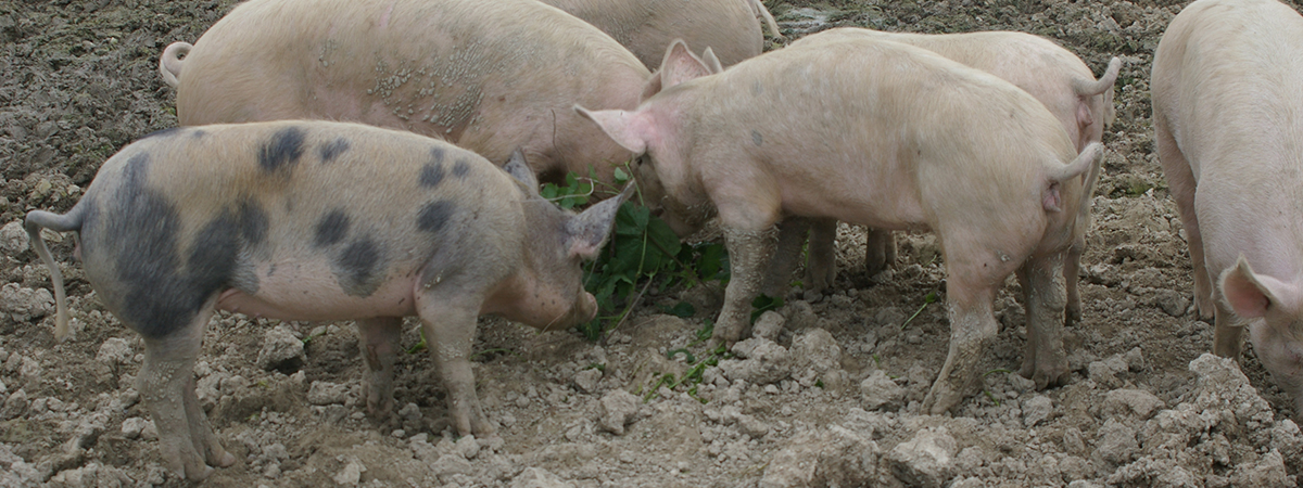 Alimentazione dei magroncelli: maiali fino a 50-60 kg. di peso