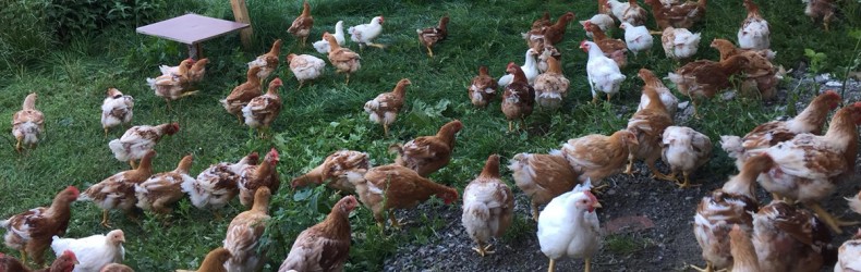 Alimentazione del pollo dalla quinta alla dodicesima settimana di vita