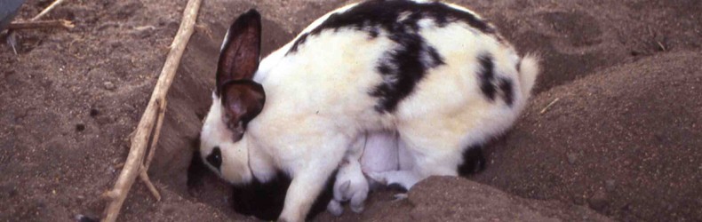 L'allattamento delle coniglie