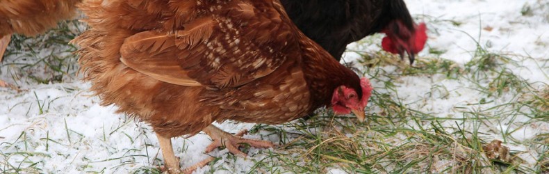 L'allevamento della gallina ovaiola con metodo biologico a gennaio