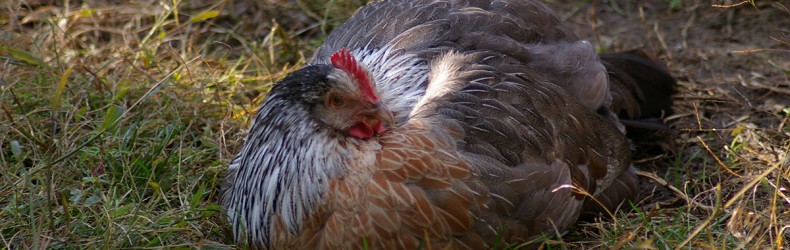 Conservazione della biodiversità nei polli a gennaio