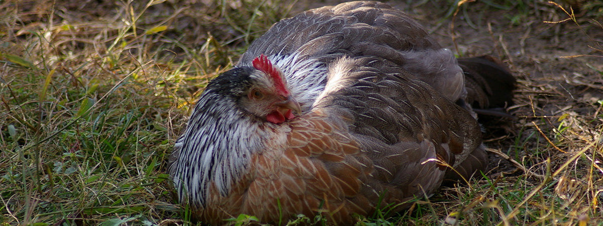 Conservazione della biodiversità nei polli a gennaio