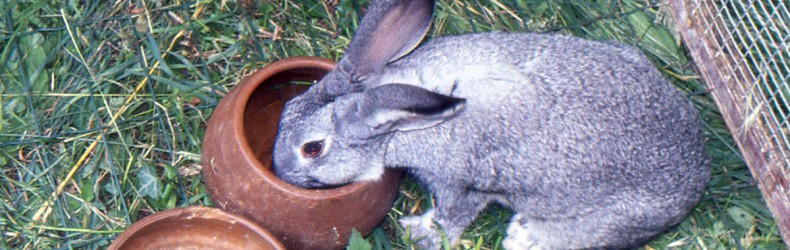 Gestione di un allevamento di conigli a novembre