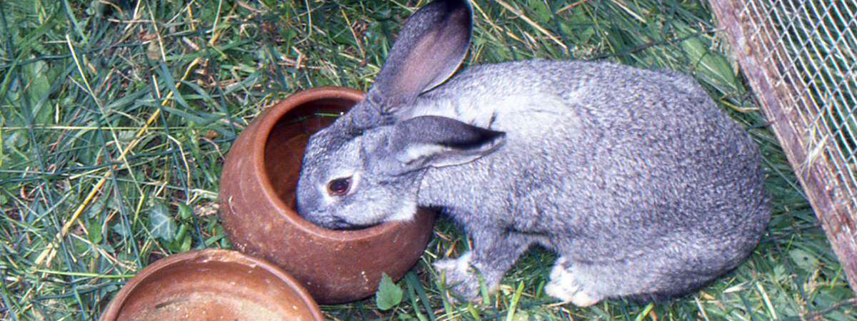 Gestione di un allevamento di conigli a novembre