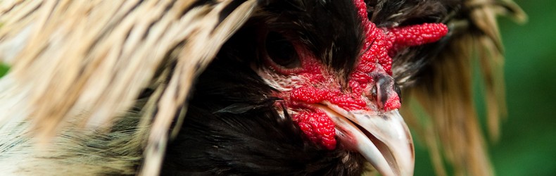 Pollo - gestione dei riproduttori a novembre