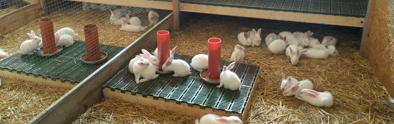 Allevamento del coniglio per produzioni di qualità a dicembre
