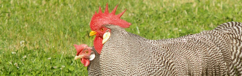Conservazione della biodiversità nei polli a dicembre