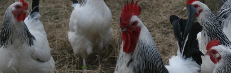 Gestione di un gruppo di galline ovaiole ad aprile