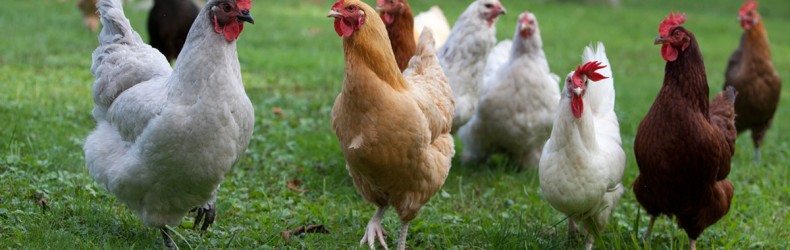Pollo - gestione dei riproduttori ad aprile