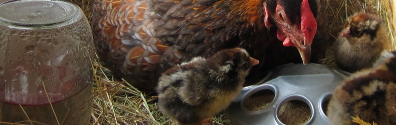 Gestione della cova e dell'allevamento naturale a luglio