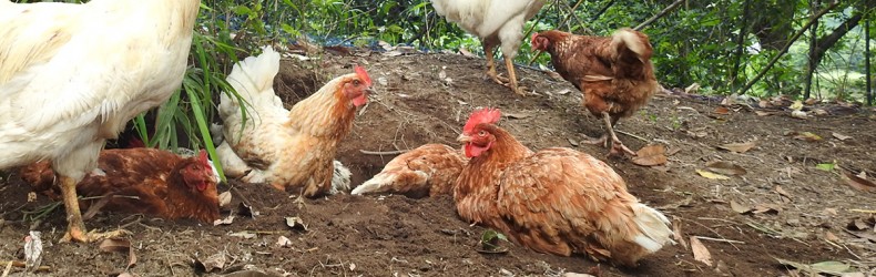 Gestione di un gruppo di galline ovaiole ad agosto
