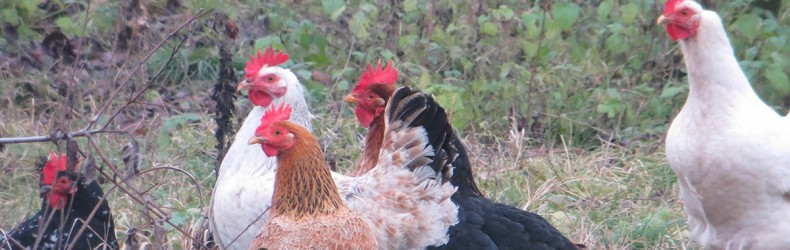 Pollo - gestione dei riproduttori ad agosto