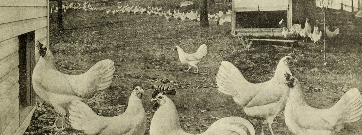 La pollicoltura a Teramo negli anni ‘50