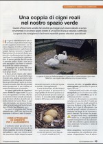 Una coppia di cigni Reali nel nostro spazio verde