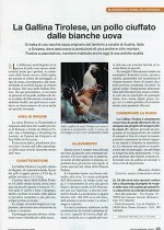 La gallina Tirolese, un pollo ciuffato dalle bianche uova