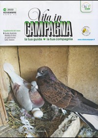 Il sorgo nell’alimentazione del pollo