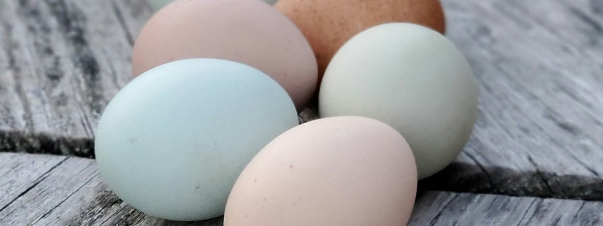 Produzione di uova: numero e peso