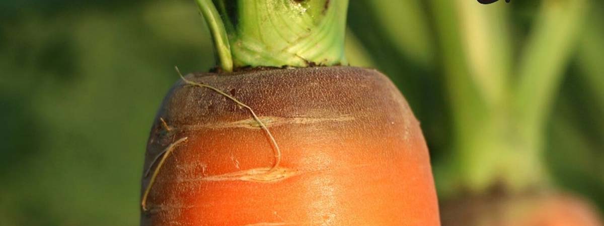 La coltivazione della carota in Sardegna