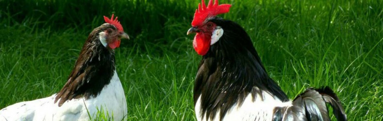 La coccidiosi nelle galline