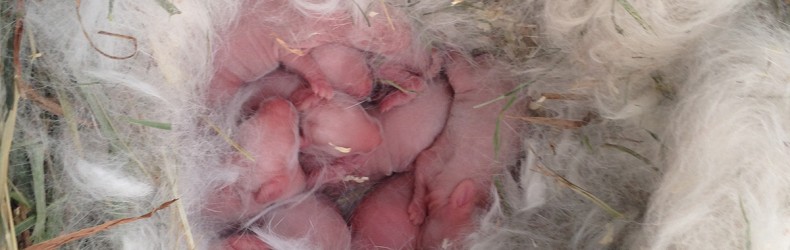 Coniglie che partoriscono fuori del nido