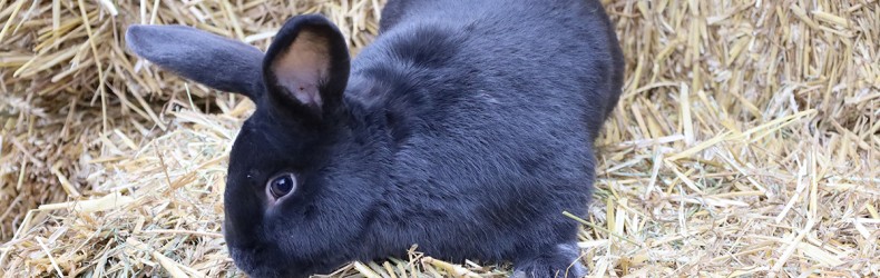 Allevamento biologico del coniglio